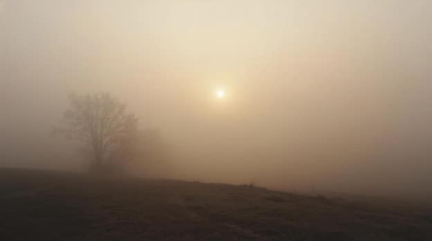 Tree with no leaves in a cloudy field.
